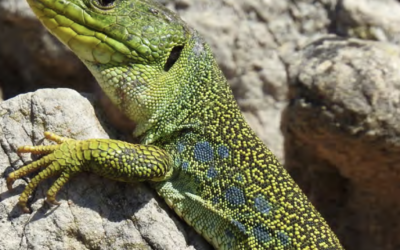PNA lézard ocellé